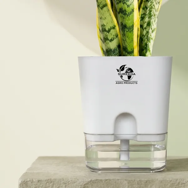 Snake_Plant_Laurentii_In_Self_Watering_Pot