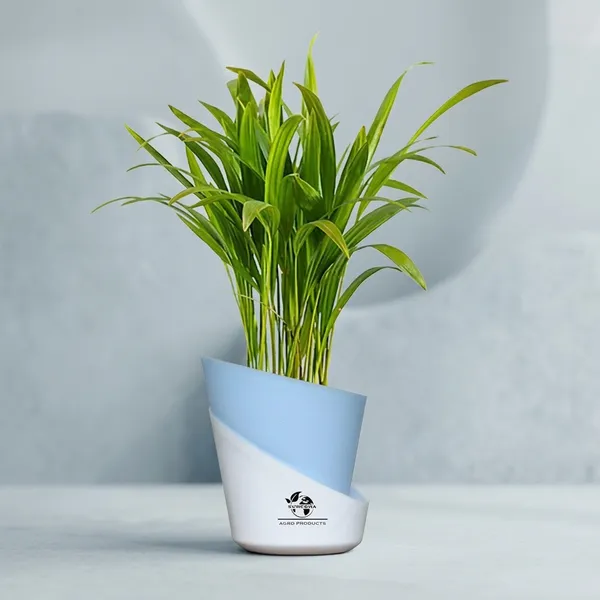 Areca_Palm_Live_Plant_In_Self_Watering_Pot