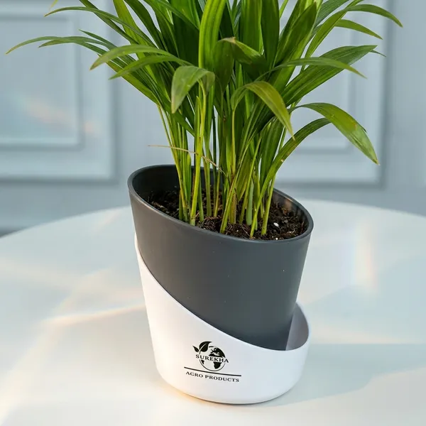 Areca_Palm_Live_Plant_In_Self_Watering_Pot