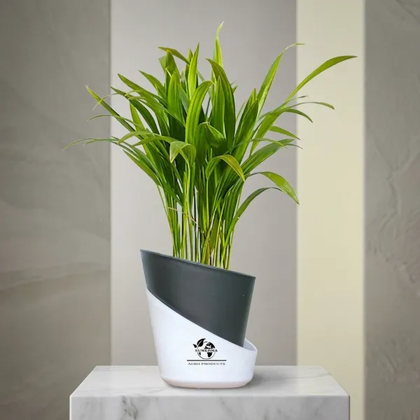 Areca_Palm_Live_Plant_In_Self_Watering_Pot