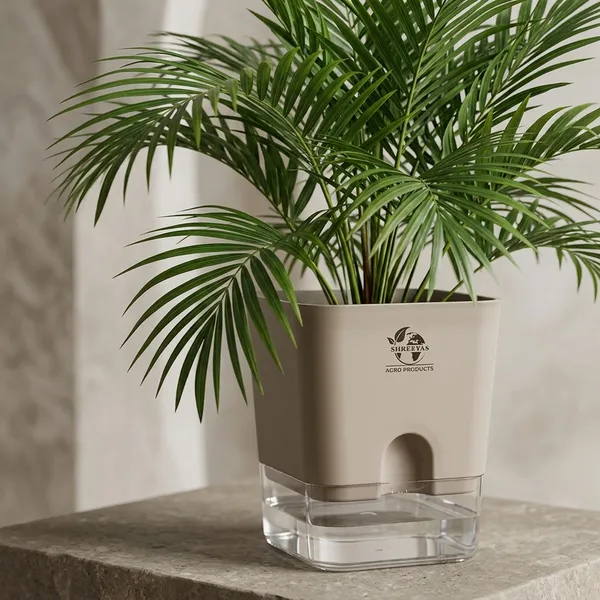 Areca_Palm_Live_Indoor_Plant_In_Self_Watering_Pot