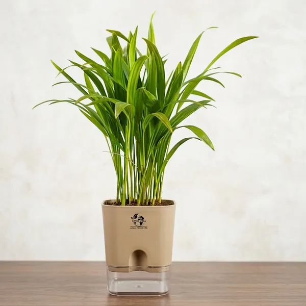 Areca_Palm_Live_Indoor_Plant_In_Self_Watering_Pot