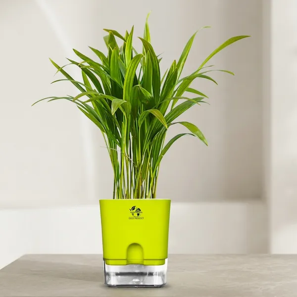 Areca_Palm_In_Self_Watering_Pot