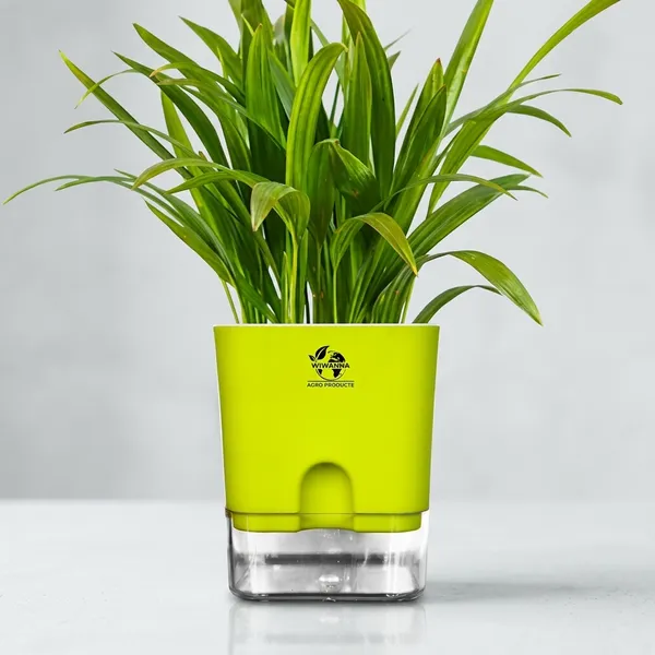 Areca_Palm_In_Self_Watering_Pot