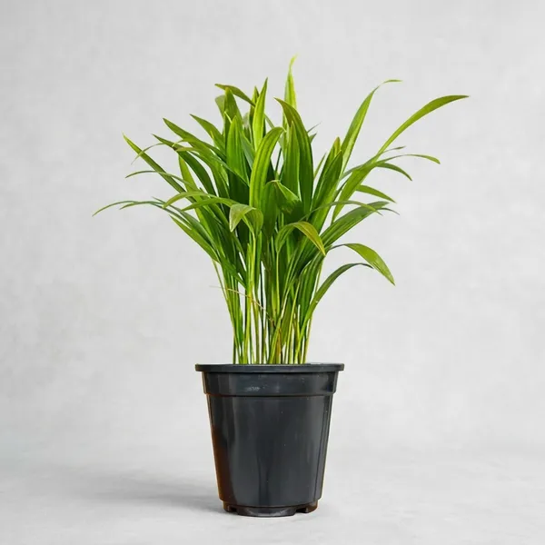 Areca_Palm_Indoor_Plant_With_Pot