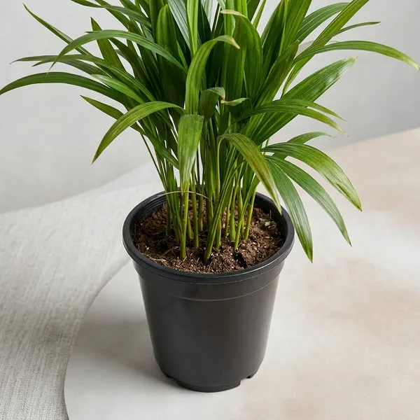 Areca_Palm_Indoor_Plant_With_Pot