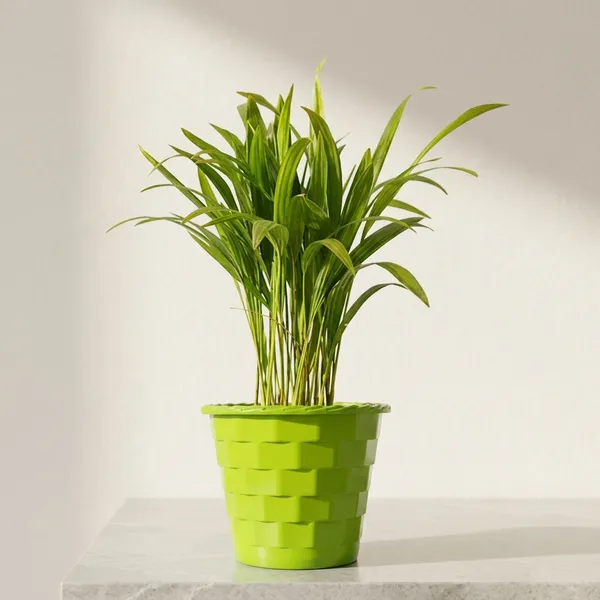 Areca_Palm_Indoor_Plant_With_Pot