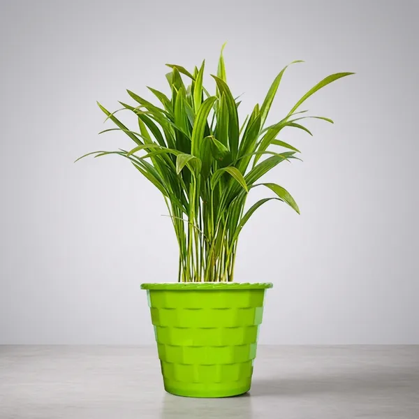 Areca_Palm_Indoor_Plant_With_Pot