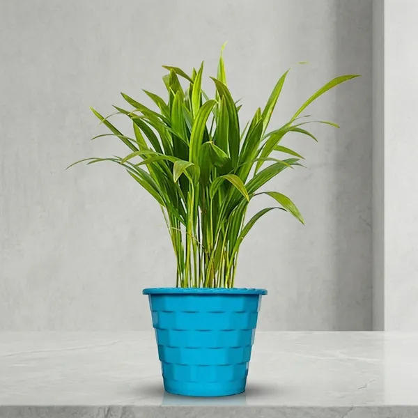 Areca_Palm_Live_Indoor_Plant_In_Pot