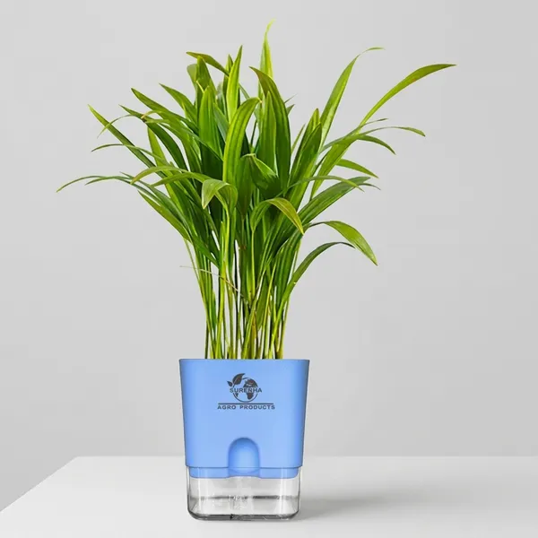 Areca_Palm_Live_Indoor_Plant_In_Self_Watering_Pot