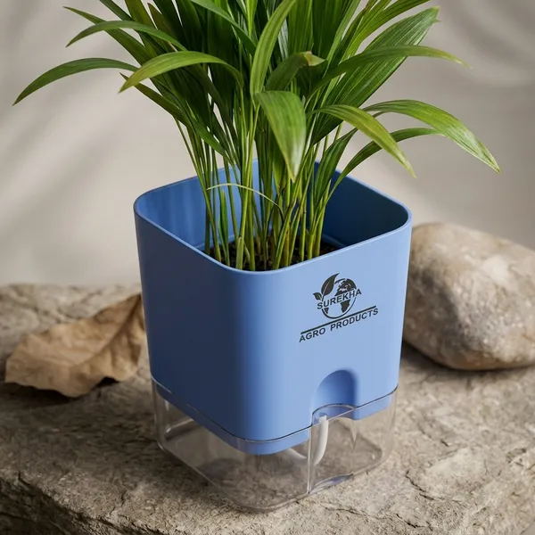 Areca_Palm_Live_Indoor_Plant_In_Self_Watering_Pot