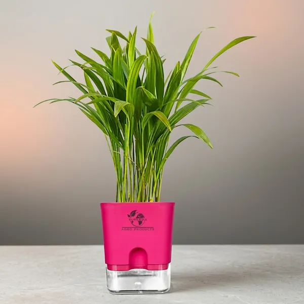 Areca_Palm_In_Self_Watering_Pot