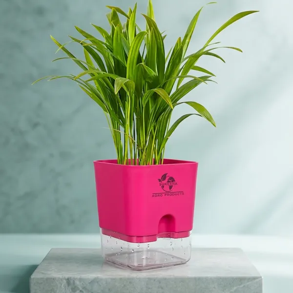 Areca_Palm_In_Self_Watering_Pot