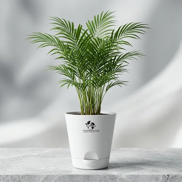 Areca_Palm_Indoor_Plant_With_Self_Watering_Pot