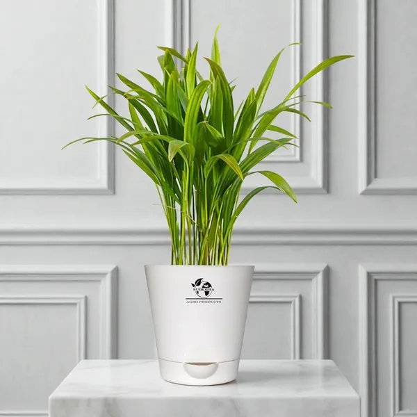 Areca_Palm_Indoor_Plant_With_Self_Watering_Pot