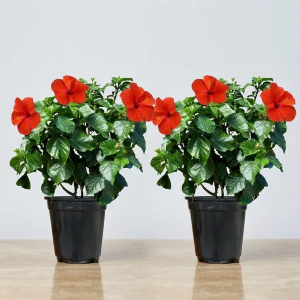Hibiscus_Live_Plant_In_Pot_Pack_Of_2