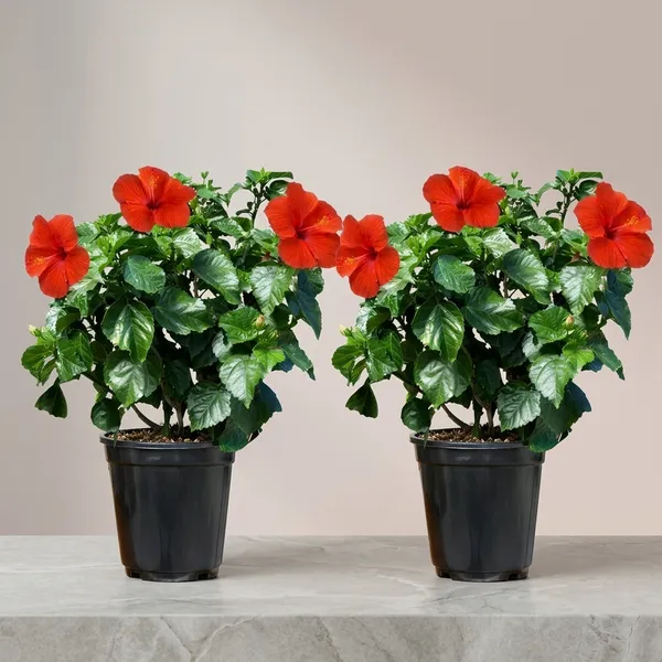 Hibiscus_Live_Plant_In_Pot_Pack_Of_2