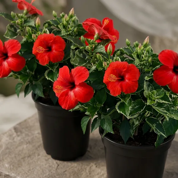 Hibiscus_Live_Plant_In_Pot_Pack_Of_2