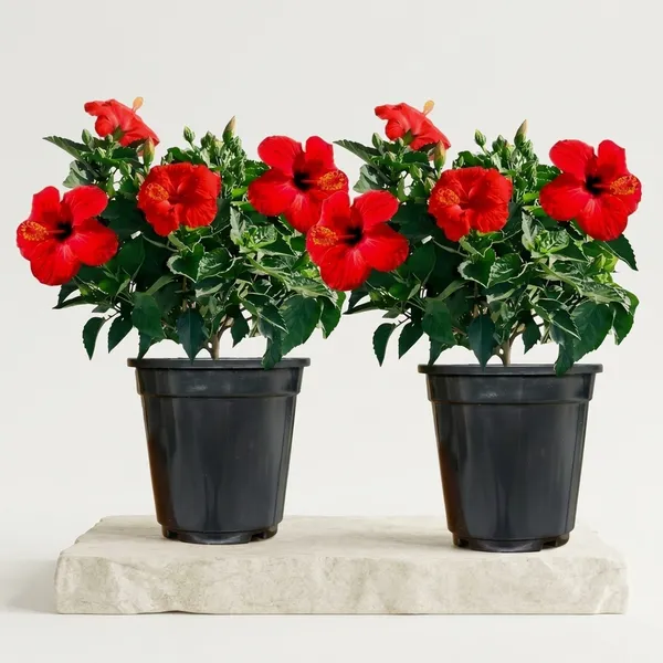 Hibiscus_Live_Plant_In_Pot_Pack_Of_2