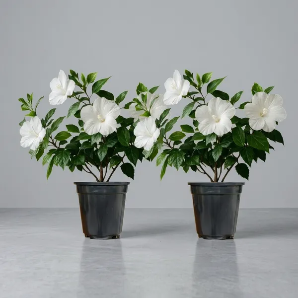 Hibiscus_Live_Plant_In_Pot_Pack_Of_2