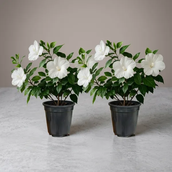 Hibiscus_Live_Plant_In_Pot_Pack_Of_2