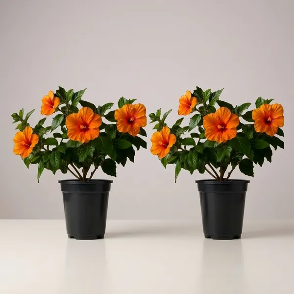 Hibiscus_Live_Plant_In_Pot_Pack_Of_2