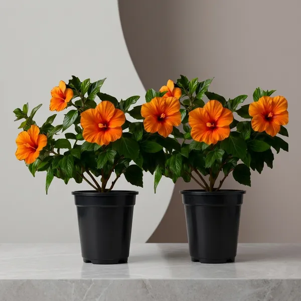 Hibiscus_Live_Plant_In_Pot_Pack_Of_2
