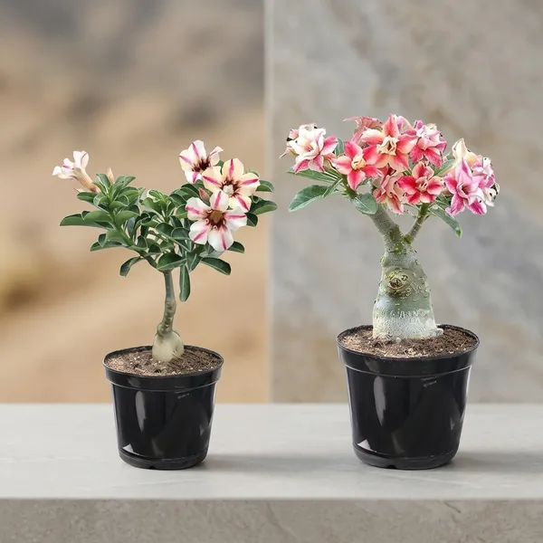 Adenium_Grafted_Desert_Rose_Live_Plant_In_Pot_Pack_Of_2
