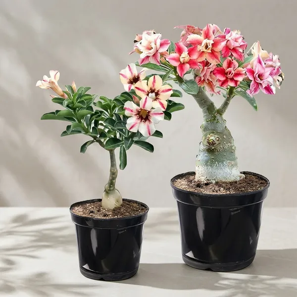 Adenium_Grafted_Desert_Rose_Live_Plant_In_Pot_Pack_Of_2