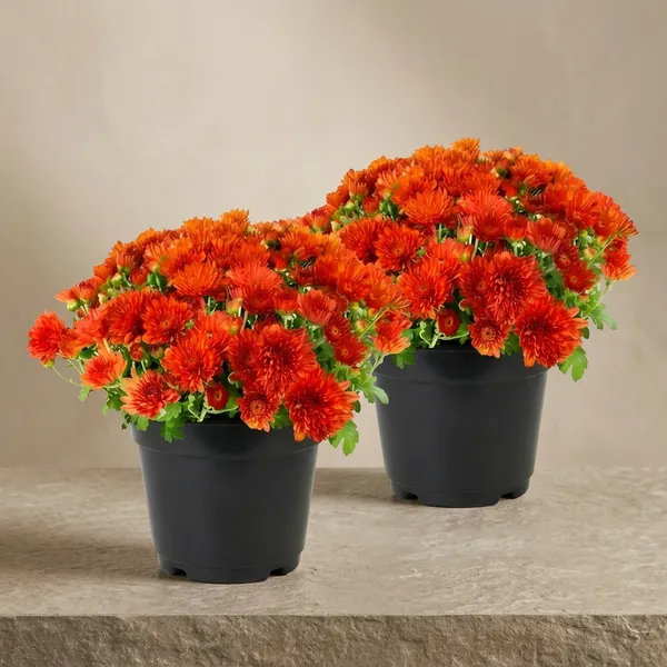 Chrysanthemum_Live_Flowering_Plant_In_Pot_Pack_Of_4