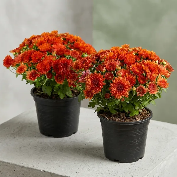 Chrysanthemum_Live_Flowering_Plant_In_Pot_Pack_Of_4