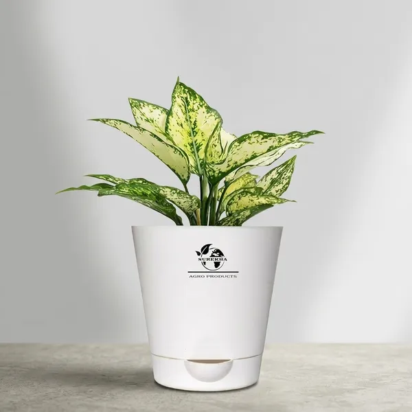 Aglaonema_Plant_With_Self_Watering_Pot