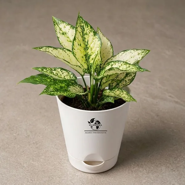 Aglaonema_Plant_With_Self_Watering_Pot