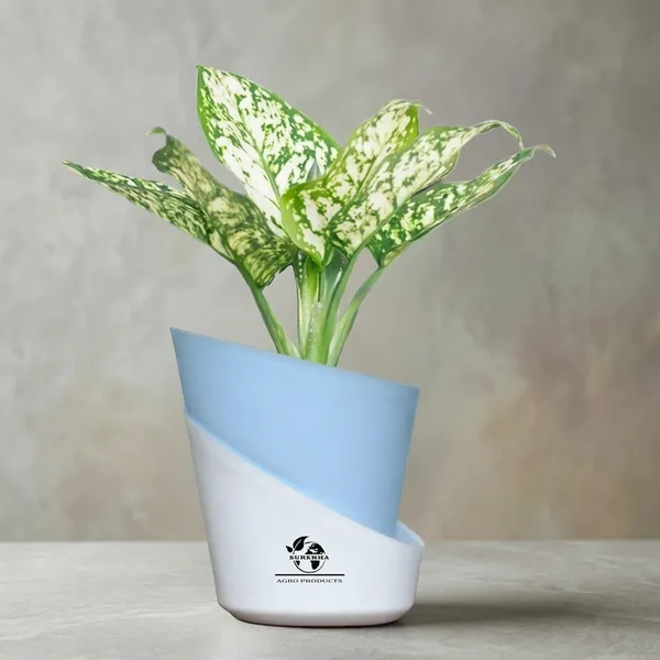 Aglaonema_Plant_With_Self_Watering_Pot