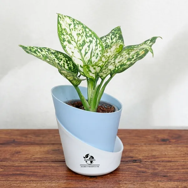 Aglaonema_Plant_With_Self_Watering_Pot