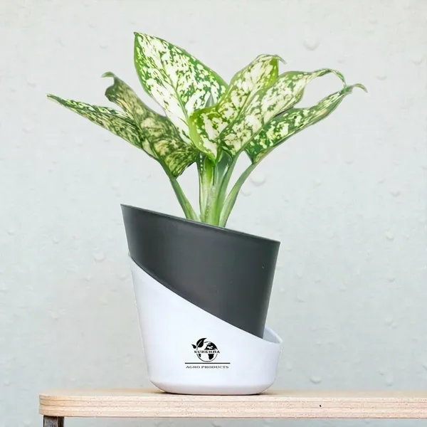 Aglaonema_Indoor_Plant_With_Self_Watering_Pot