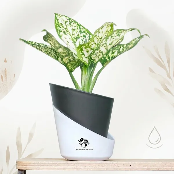 Aglaonema_Indoor_Plant_With_Self_Watering_Pot