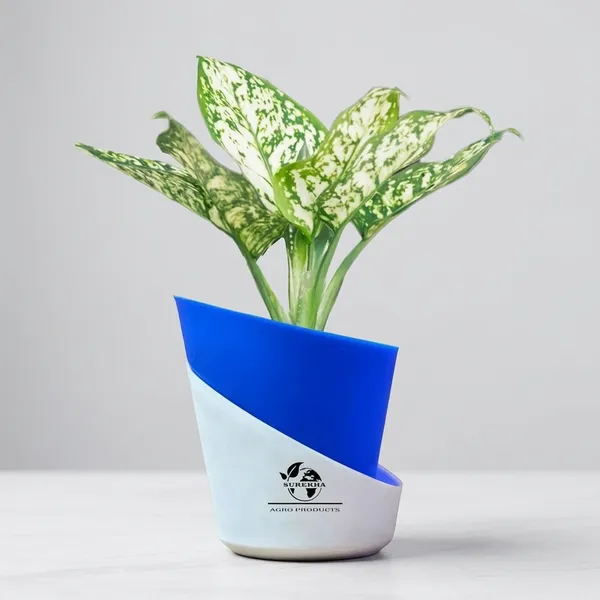 Aglaonema_Plant_With_Self_Watering_Pot
