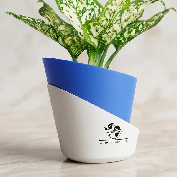 Aglaonema_Plant_With_Self_Watering_Pot