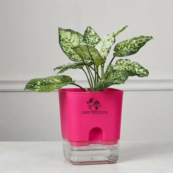 Aglaonema_Indoor_Plant_With_Self_Watering_Pot