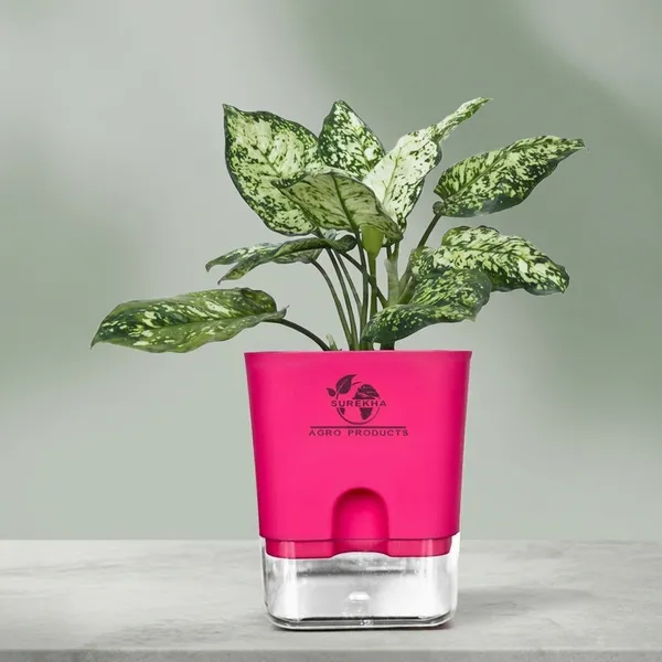 Aglaonema_Indoor_Plant_With_Self_Watering_Pot