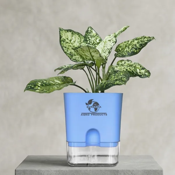 Aglaonema_Plant_With_Self_Watering_Pot