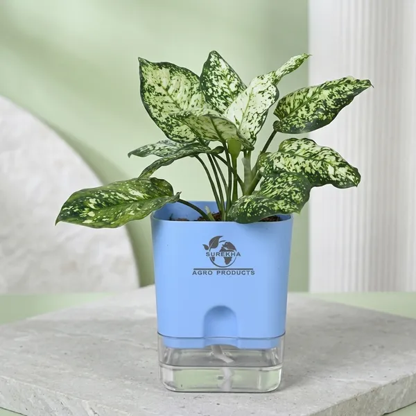 Aglaonema_Plant_With_Self_Watering_Pot