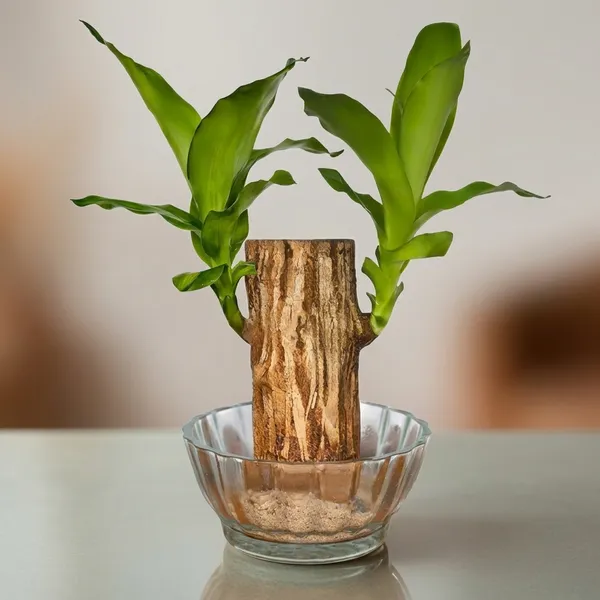 Brazilian_Wood_Plant_With_Pot
