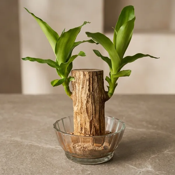 Brazilian_Wood_Plant_With_Pot