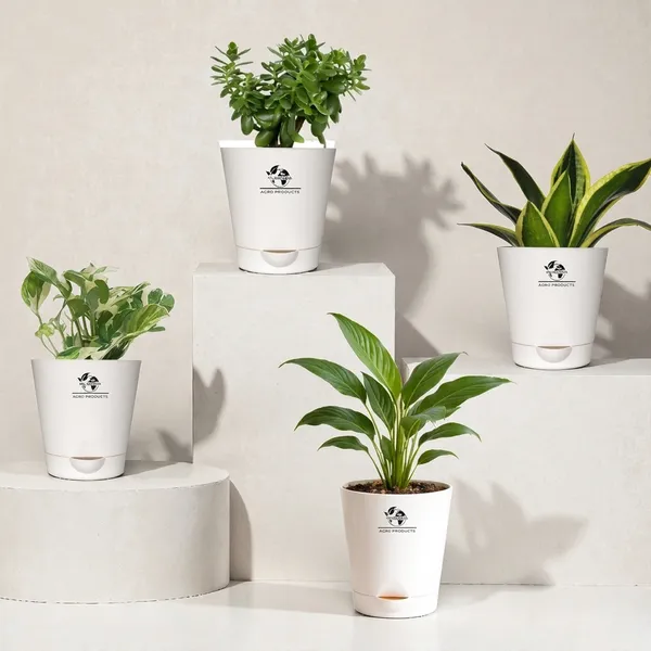 Indoor_Plant_Bundle_Pack_Of_4
