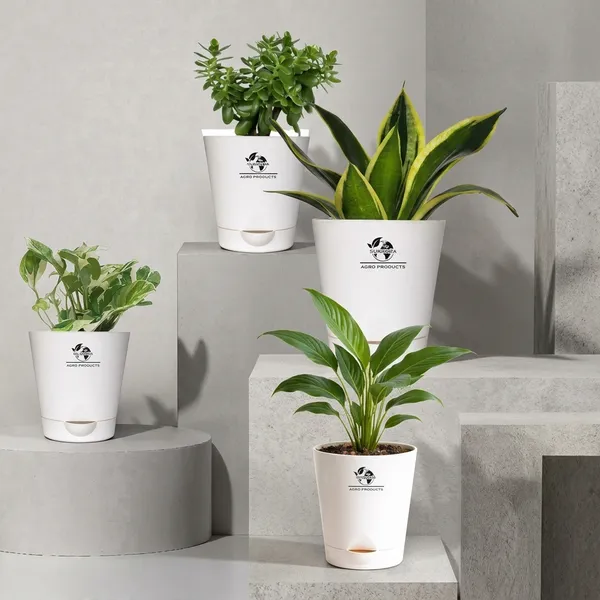 Indoor_Plant_Bundle_Pack_Of_4