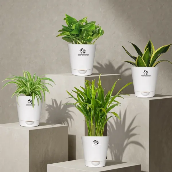 Indoor_Air_Purifier_Plant_Bundle_Pack_Of_4