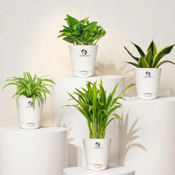 Indoor_Air_Purifier_Plant_Bundle_Pack_Of_4