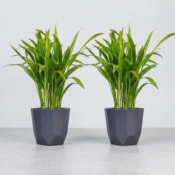 Areca_Palm_Indoor_Plant_In_Self_Watering_Pot_Pack_Of_2